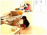 弁慶 きょうのわんこ 写真5