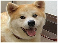 りょう きょうのわんこ 写真1