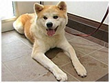 りょう きょうのわんこ 写真2