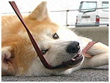 りょう きょうのわんこ 写真4