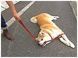 りょう きょうのわんこ 写真5