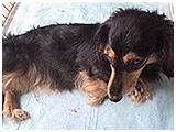 リリア きょうのわんこ 写真3