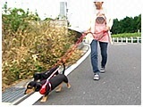 リリア きょうのわんこ 写真5