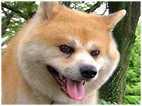 コウ きょうのわんこ 写真1