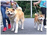 コウ きょうのわんこ 写真2