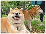 コウ きょうのわんこ 写真3