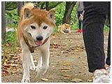コウ きょうのわんこ 写真4