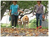 コウ きょうのわんこ 写真5