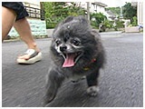 みるく きょうのわんこ 写真2