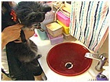 みるく きょうのわんこ 写真4