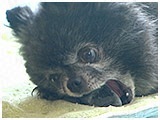 みるく きょうのわんこ 写真5