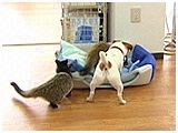 さぶ きょうのわんこ 写真5