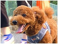 のすけ きょうのわんこ 写真1