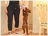 のすけ きょうのわんこ 写真3