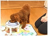 のすけ きょうのわんこ 写真5