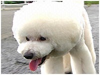レオン きょうのわんこ 写真1