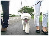 レオン きょうのわんこ 写真2