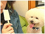 レオン きょうのわんこ 写真3
