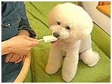 レオン きょうのわんこ 写真4