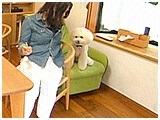 レオン きょうのわんこ 写真5