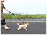 メリー きょうのわんこ 写真2