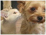 メリー きょうのわんこ 写真3