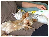 メリー きょうのわんこ 写真5