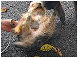 空 きょうのわんこ 写真5