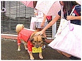 Drei（ドライ） きょうのわんこ 写真4