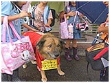 Drei（ドライ） きょうのわんこ 写真5