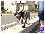 もこ きょうのわんこ 写真3