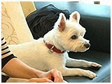 ミル きょうのわんこ 写真4