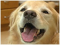 ファル きょうのわんこ 写真1