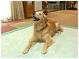 ファル きょうのわんこ 写真2