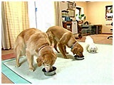 ファル きょうのわんこ 写真3