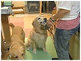 ファル きょうのわんこ 写真5
