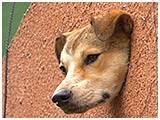 ナッツ きょうのわんこ 写真3