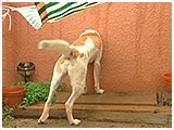 ナッツ きょうのわんこ 写真5