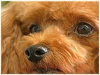 プー きょうのわんこ 写真1