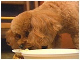 プー きょうのわんこ 写真4