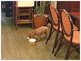 プー きょうのわんこ 写真5