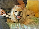 三郎 きょうのわんこ 写真2