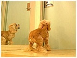 三郎 きょうのわんこ 写真3