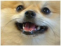 るる きょうのわんこ 写真1
