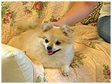 るる きょうのわんこ 写真2