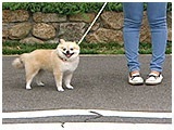 るる きょうのわんこ 写真3
