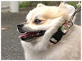 るる きょうのわんこ 写真5