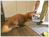 ハッピー きょうのわんこ 写真4