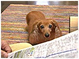 ハッピー きょうのわんこ 写真5