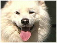 えくぼ きょうのわんこ 写真1